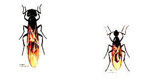 carpenter_ants