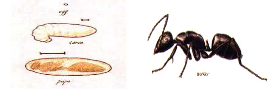 carpenter_ants
