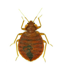bed-bug